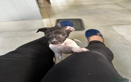 Italian Greyhound dogs for sale: Beautiful Italian greyhound puppies  - Image 17