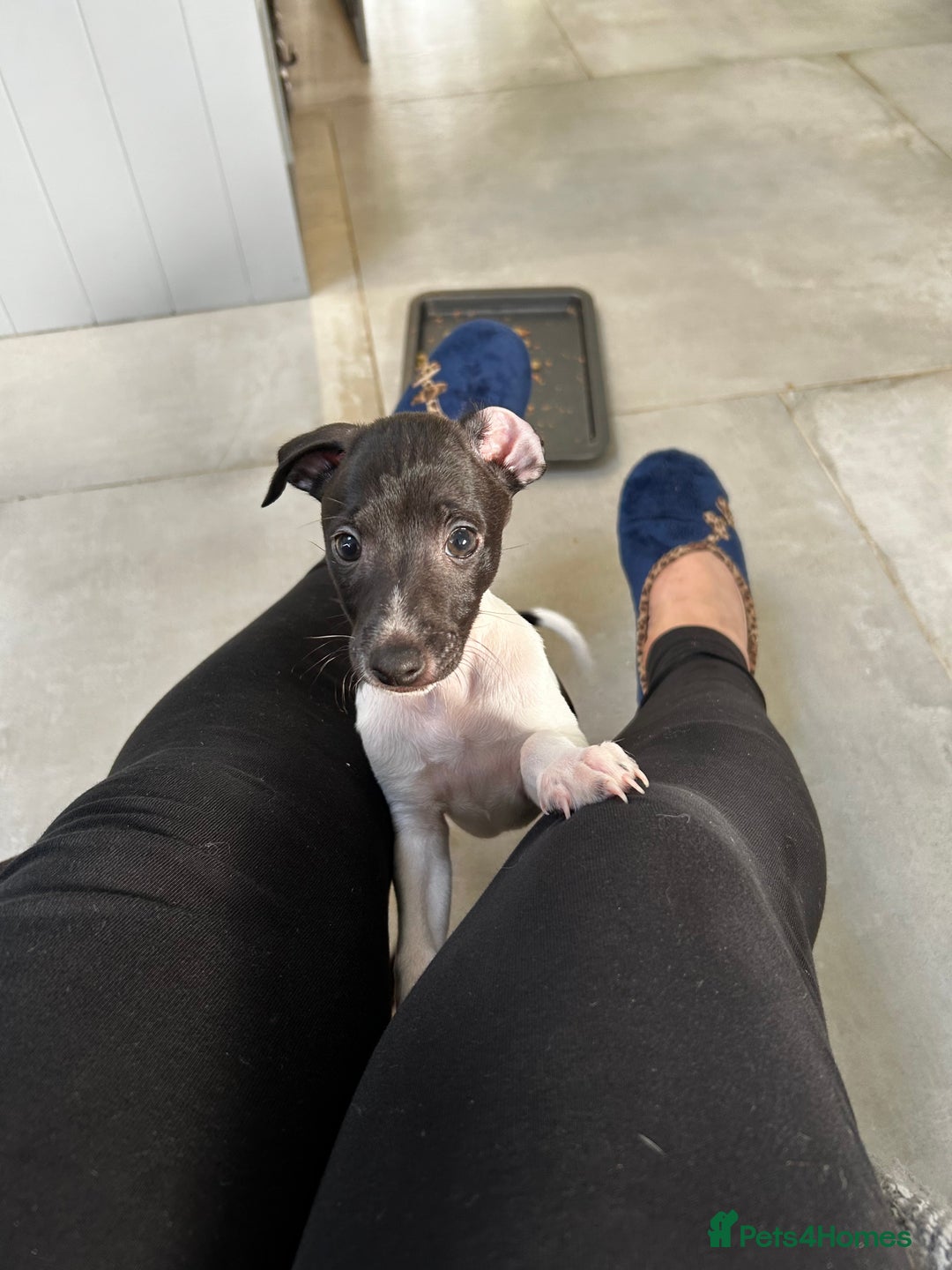 Italian Greyhound dogs for sale: Beautiful Italian greyhound puppies  - Image 17