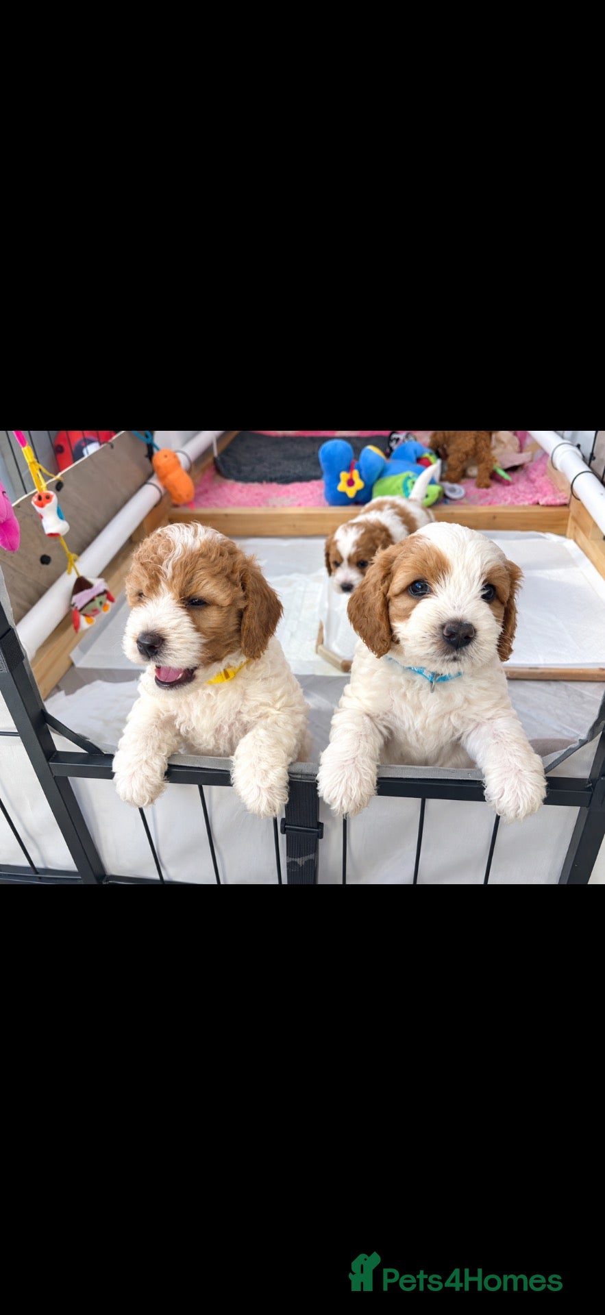 Cavapoo dogs Beautiful Litter of F1b Cavapoo puppies  - Advert 17