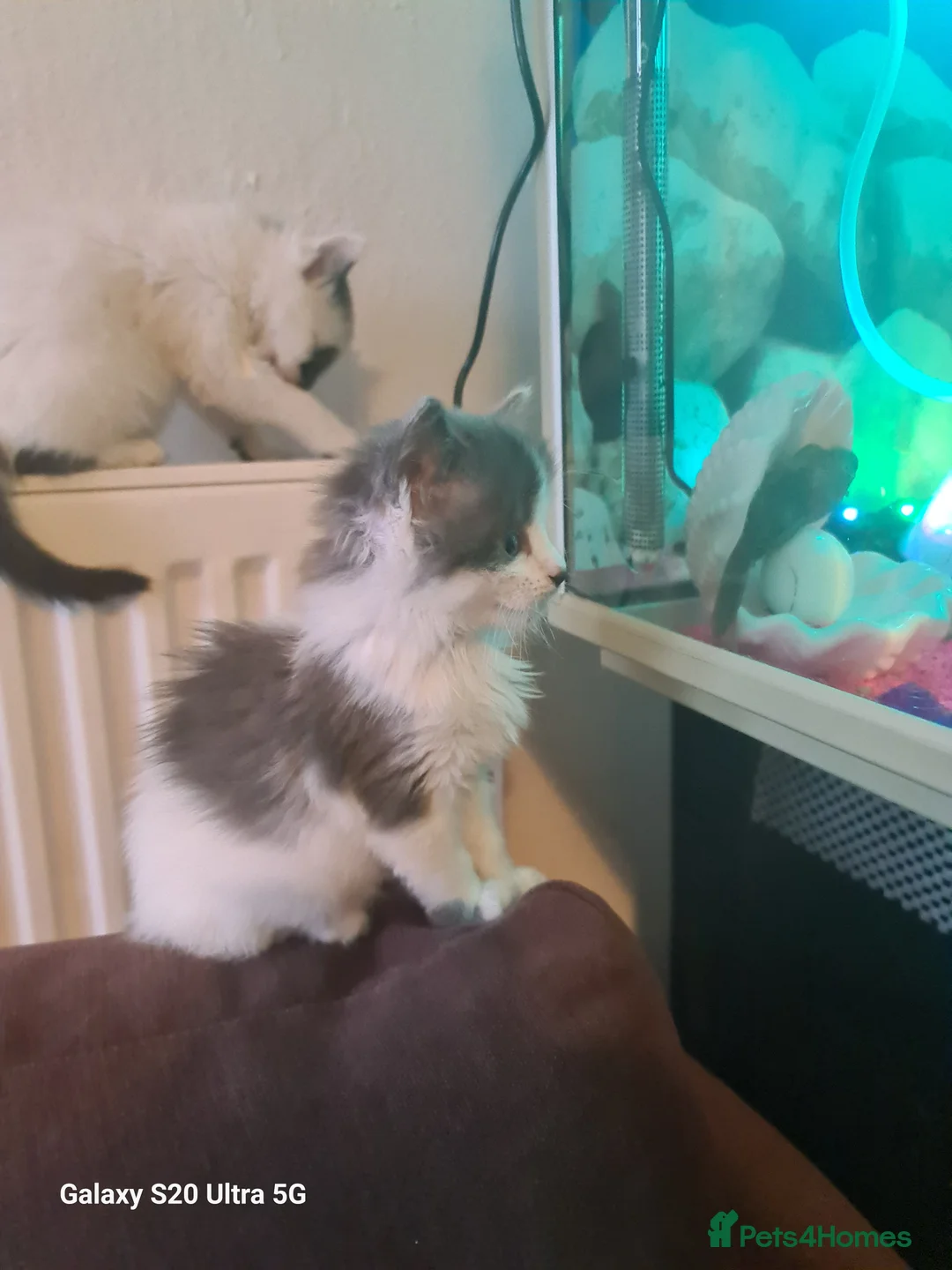 Siberian cats for sale: Kittens - Advert 12