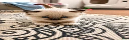Ragdoll cats for sale: Gorgeous, affectionate kittens full of personality - Advert 14