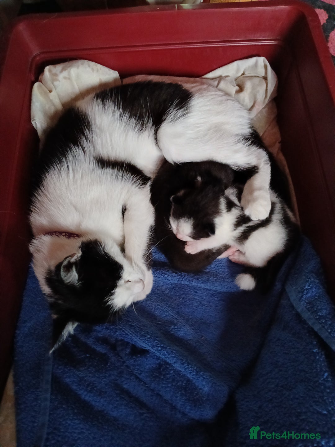 RagaMuffin cats for sale: 2 ragamuffin mixed breed kittens. Nearly 8 weeks - Image 5