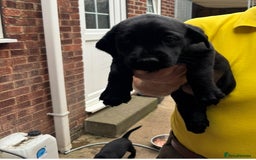 Labrador Retriever dogs for sale: Working Labradors  - Image 19