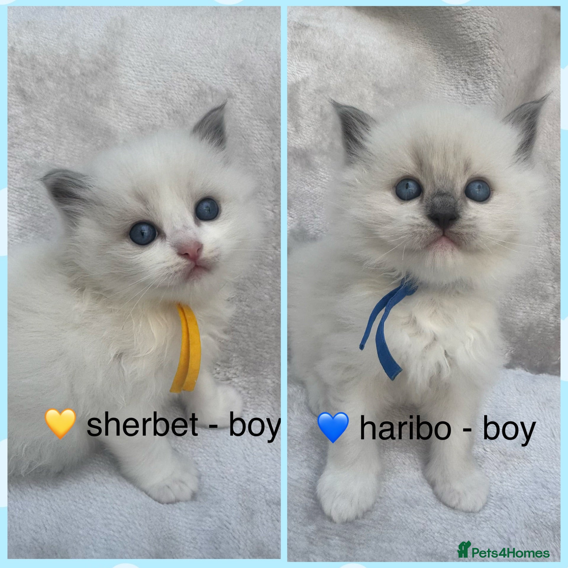 Ragdoll cats 🏆gccf ragdoll kittens outstanding pedigree lines  - Advert 1