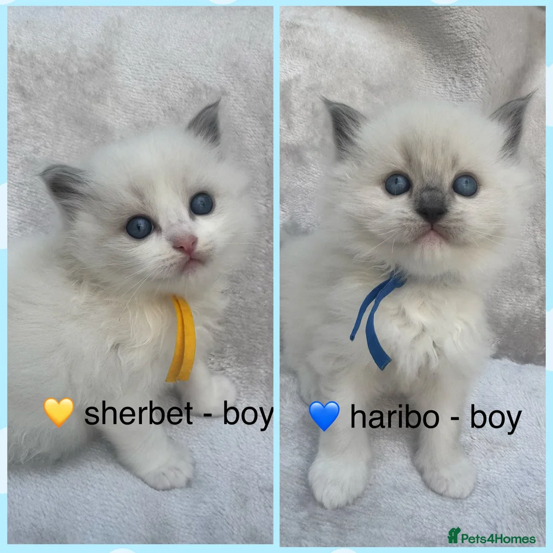 Ragdoll cats for sale: 🏆gccf ragdoll kittens outstanding pedigree lines  - Advert 1