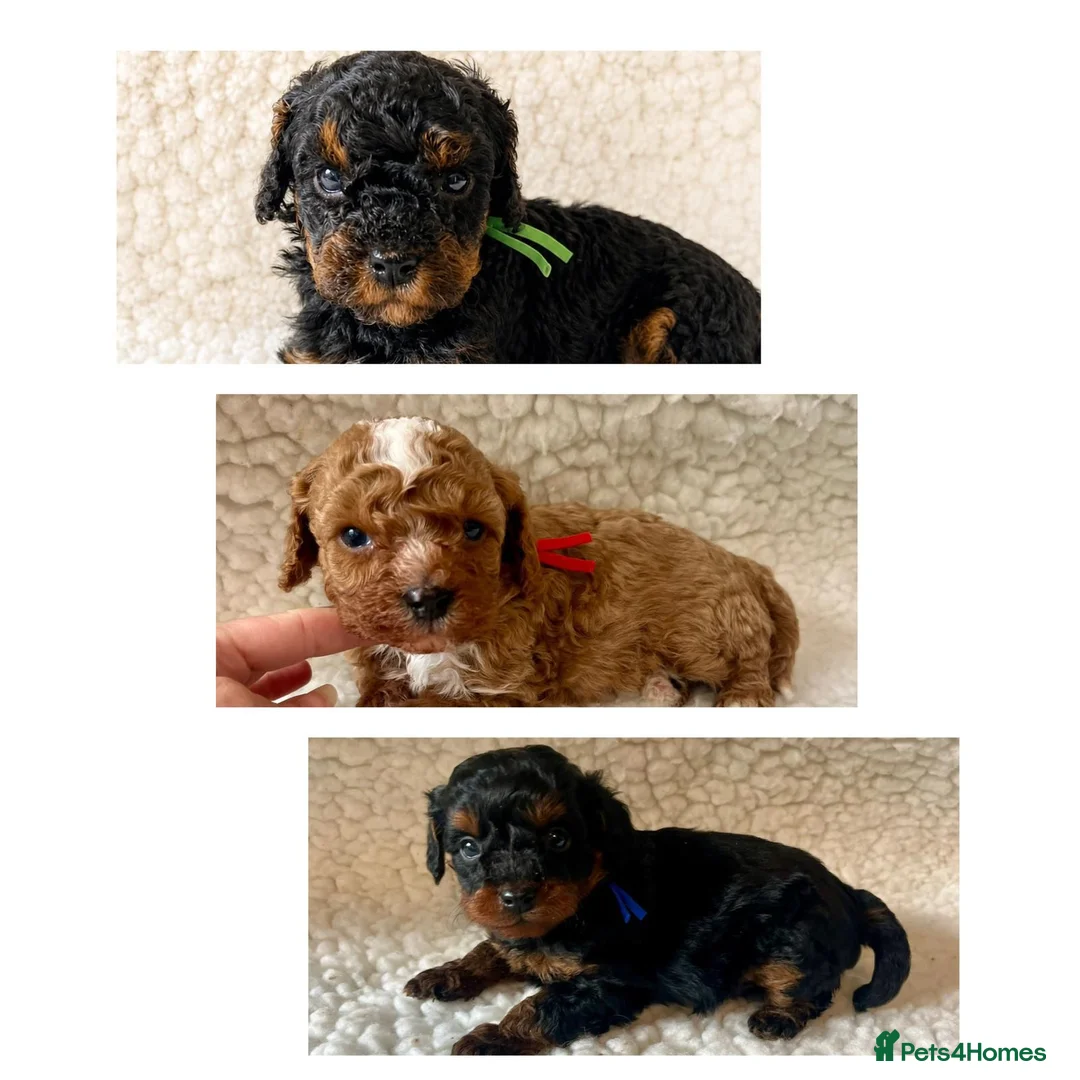 Cavapoo dogs for sale: Amazing Quality f1b Toy Cavapoo babies  - Advert 1