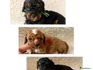 Cavapoo dogs Amazing Quality f1b Toy Cavapoo babies - Advert 2