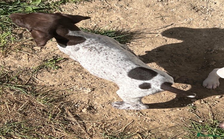 German Shorthaired Pointer dogs - Advert 1