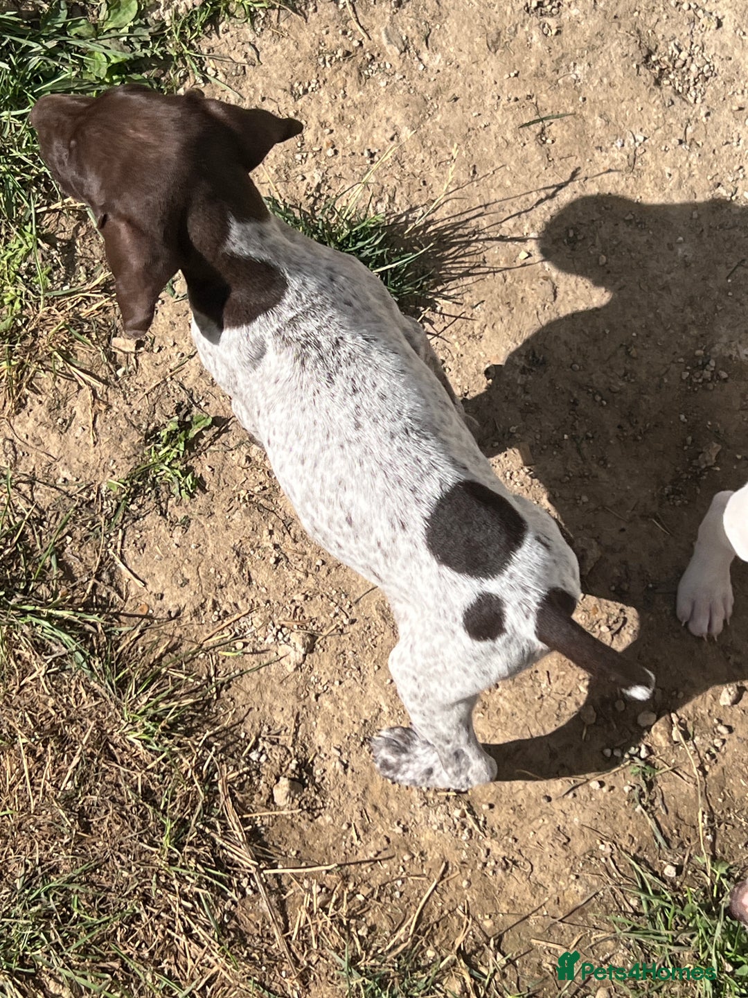 German Shorthaired Pointer dogs for sale: Gsp pups  - Image 1