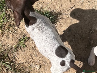 German Shorthaired Pointer dogs - Advert 3