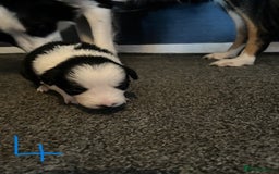 Border Collie dogs for sale: Border Collie Puppies - Image 13