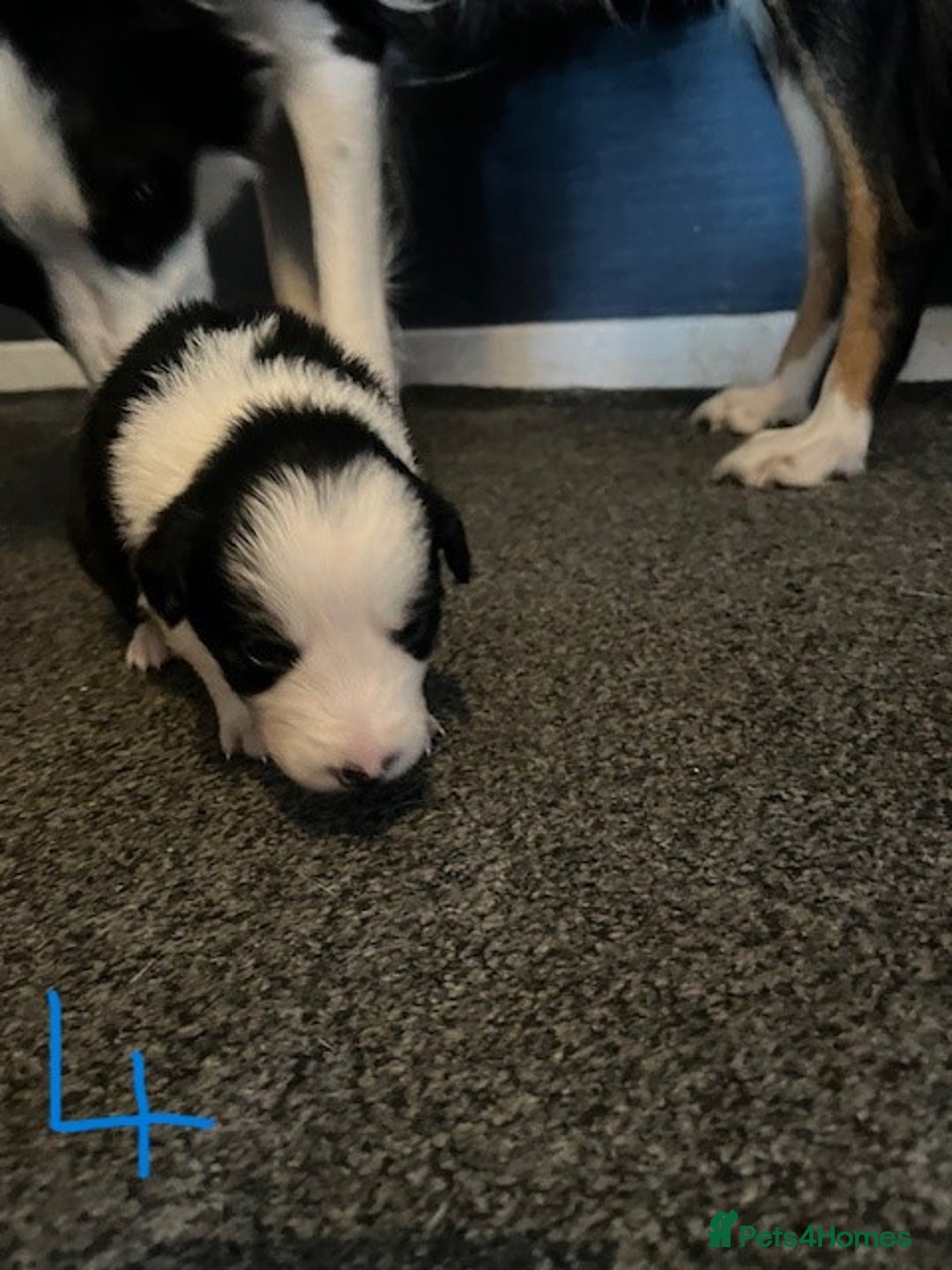 Border Collie dogs for sale: Border Collie Puppies - Image 13