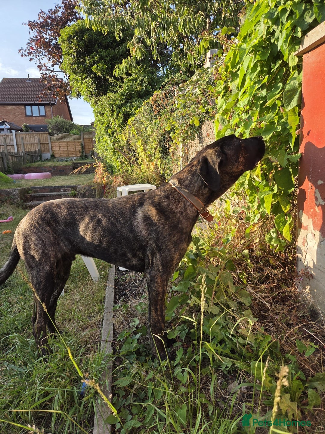 Mixed Breed dogs for sale: Belgian Malinois / Turkish Kangal / Cane Corso - Image 33