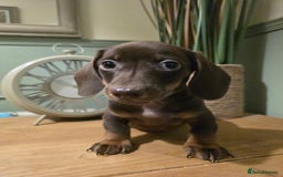 Miniature Dachshund dogs for sale: Ready now Gorgeous miniature daschunds  - Image 7