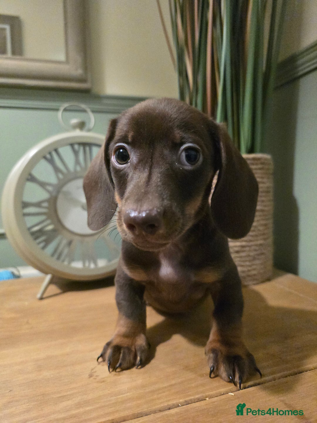Miniature Dachshund dogs for sale: Ready now Gorgeous miniature daschunds  - Image 7