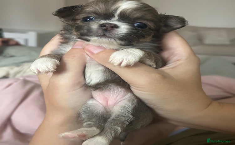 Chihuahua dogs - Advert 1