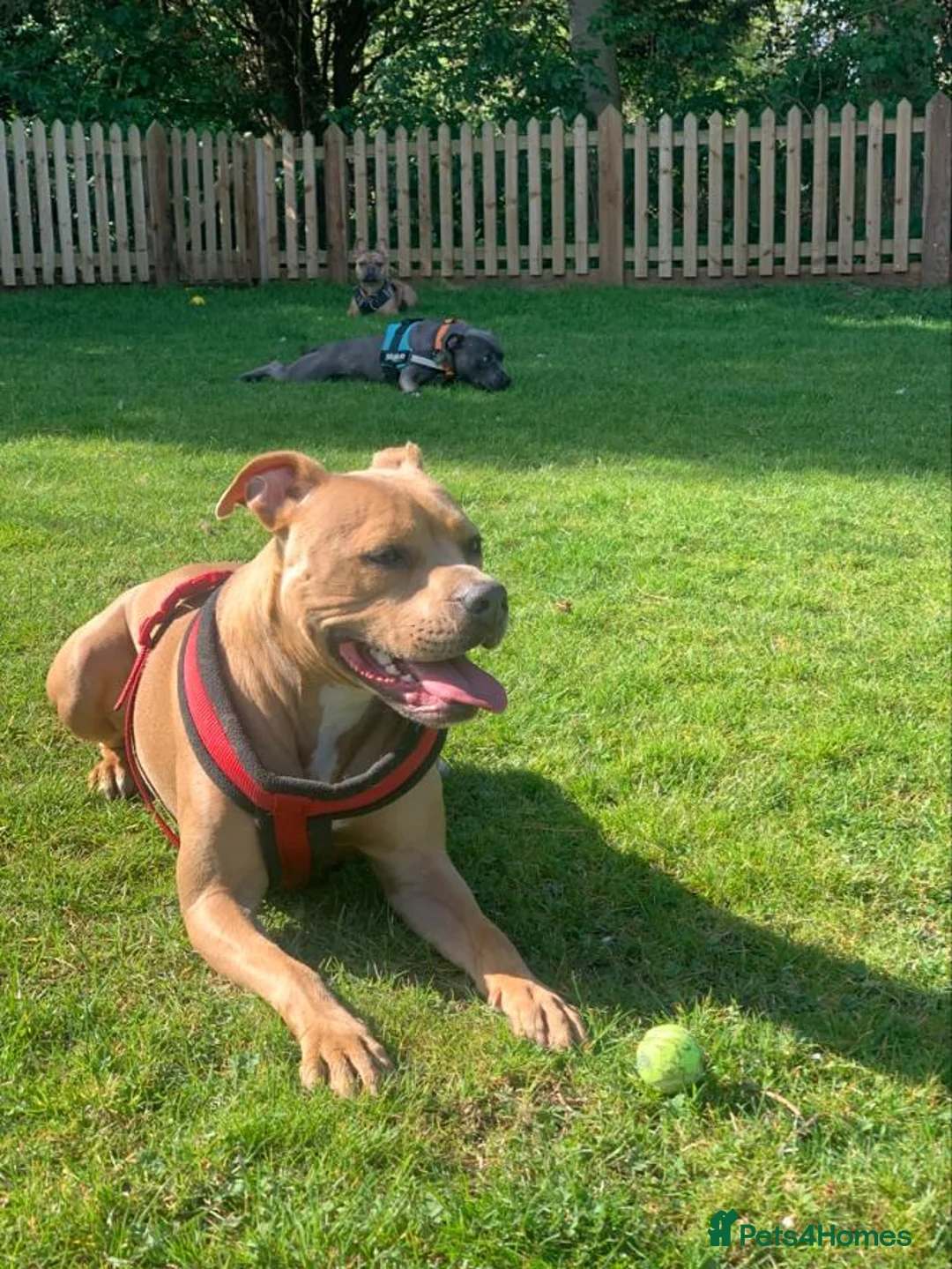 Staffordshire Bull Terrier dogs for sale: Champagne Staffordshire Terrier  - Advert 6
