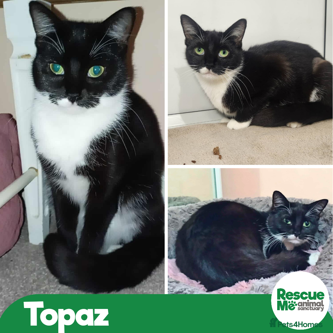 Mixed Breed cats TOTALLY SWEET TOPAZ  IS READY TO GO HOME  - Advert 2