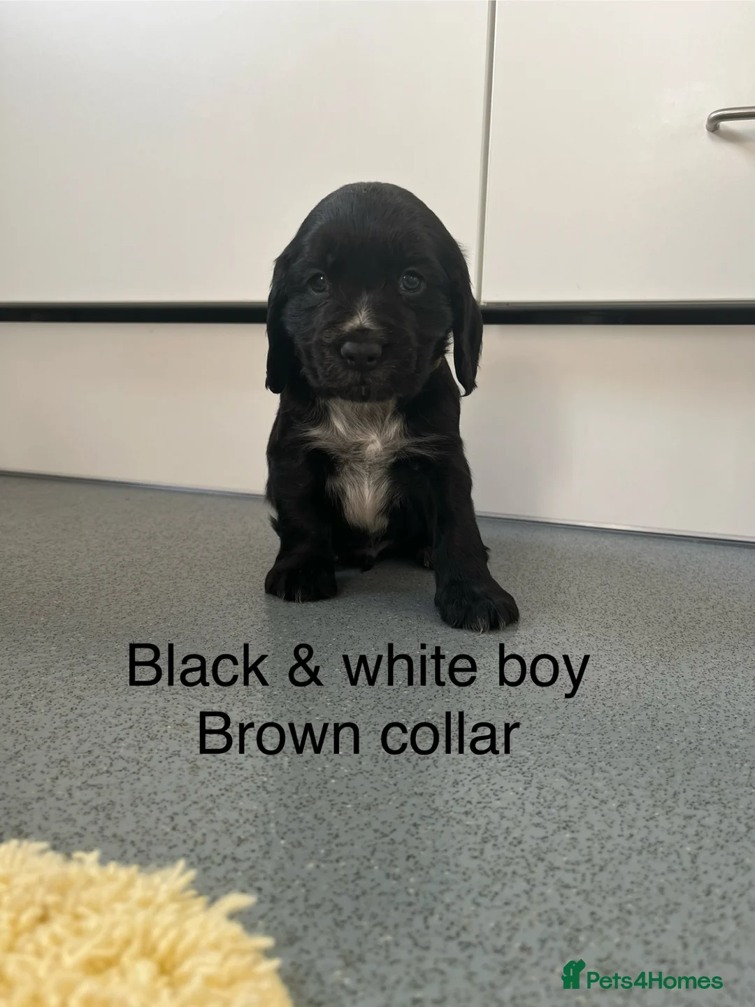 Cocker Spaniel dogs for sale: Beautiful Show Type Cocker Spaniel Puppies - Advert 39