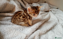 Mixed Breed cats for sale: Lovely Ginger and Rosetted Kittens - Image 10