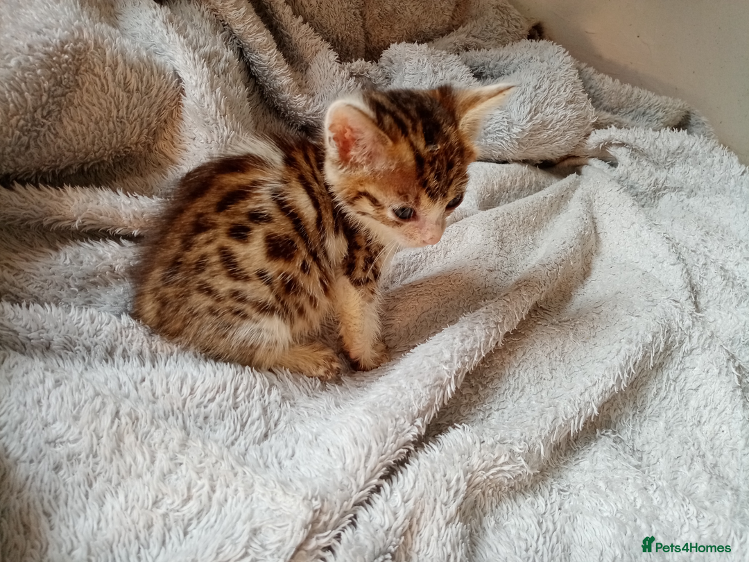 Mixed Breed cats for sale: Lovely Ginger and Rosetted Kittens - Image 10