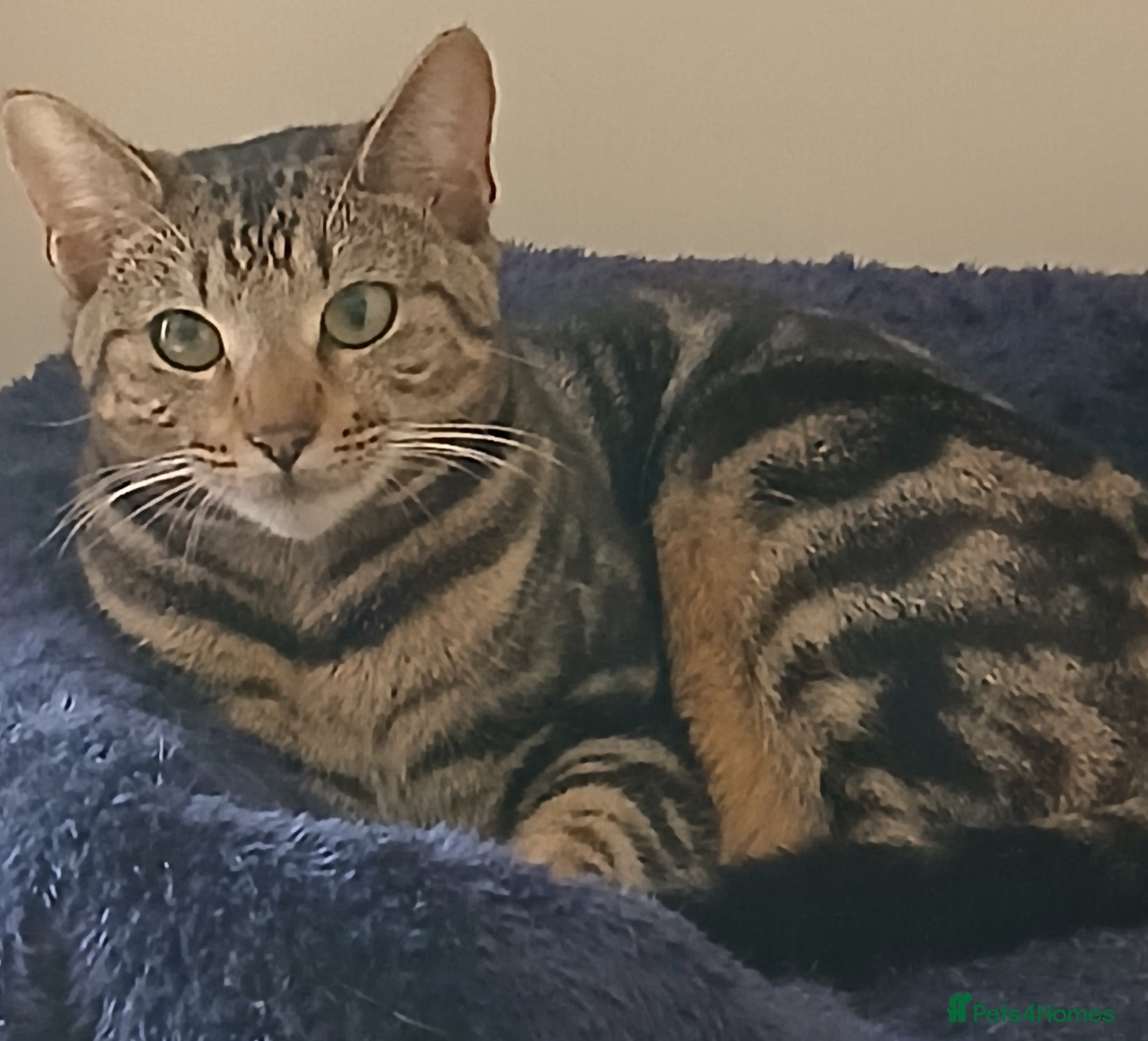 Mixed Breed cats Wonderful 1 Year Old Bengal Tabby Kitten - Advert 1