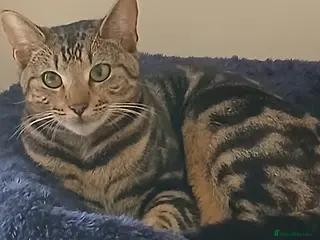 Mixed Breed cats Wonderful 1 Year Old Bengal Tabby Kitten - Advert 1