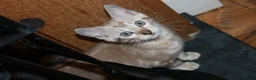 Bengal cats for sale: Beautiful TICA Registered Male Bengal Kittens - Advert 10