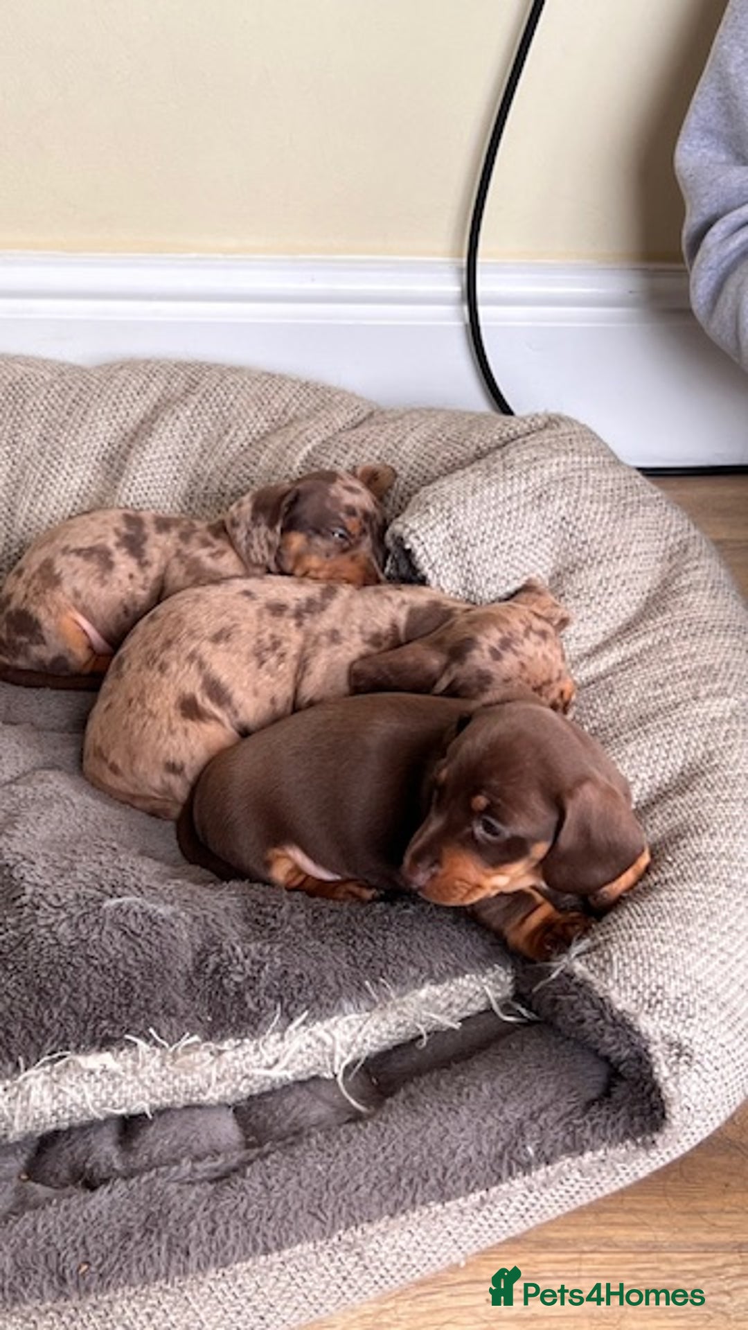 Miniature Dachshund dogs for stud: 🐾 KC Miniature Dachshund – Otto Von Krumm 🐾 - Image 15