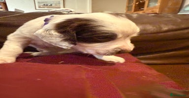 English Springer Spaniel dogs - Advert 2