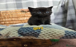 Mixed Breed cats for sale: Beautiful kittens  - Image 22