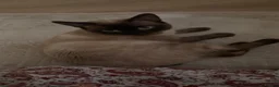Siamese cats for sale: Siamese male cat - Advert 6