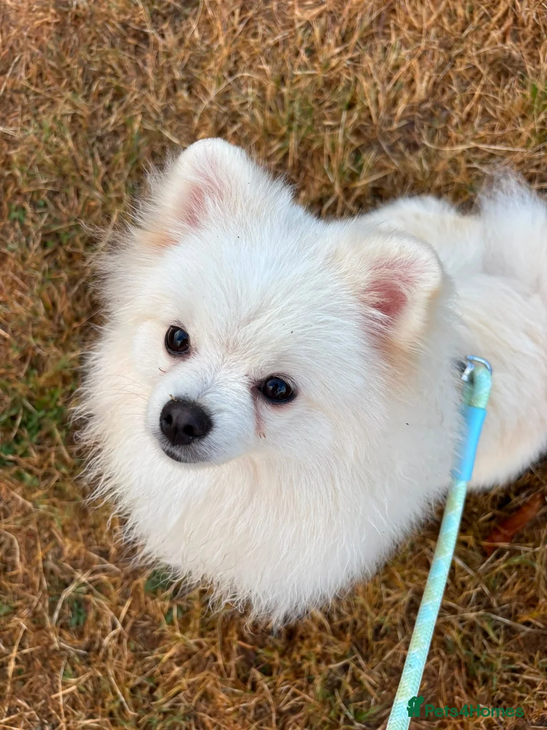Pomeranian dogs for sale: Pomeranian  - Advert 5
