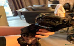 Pug dogs for sale: Beautiful pug puppies - Image 1