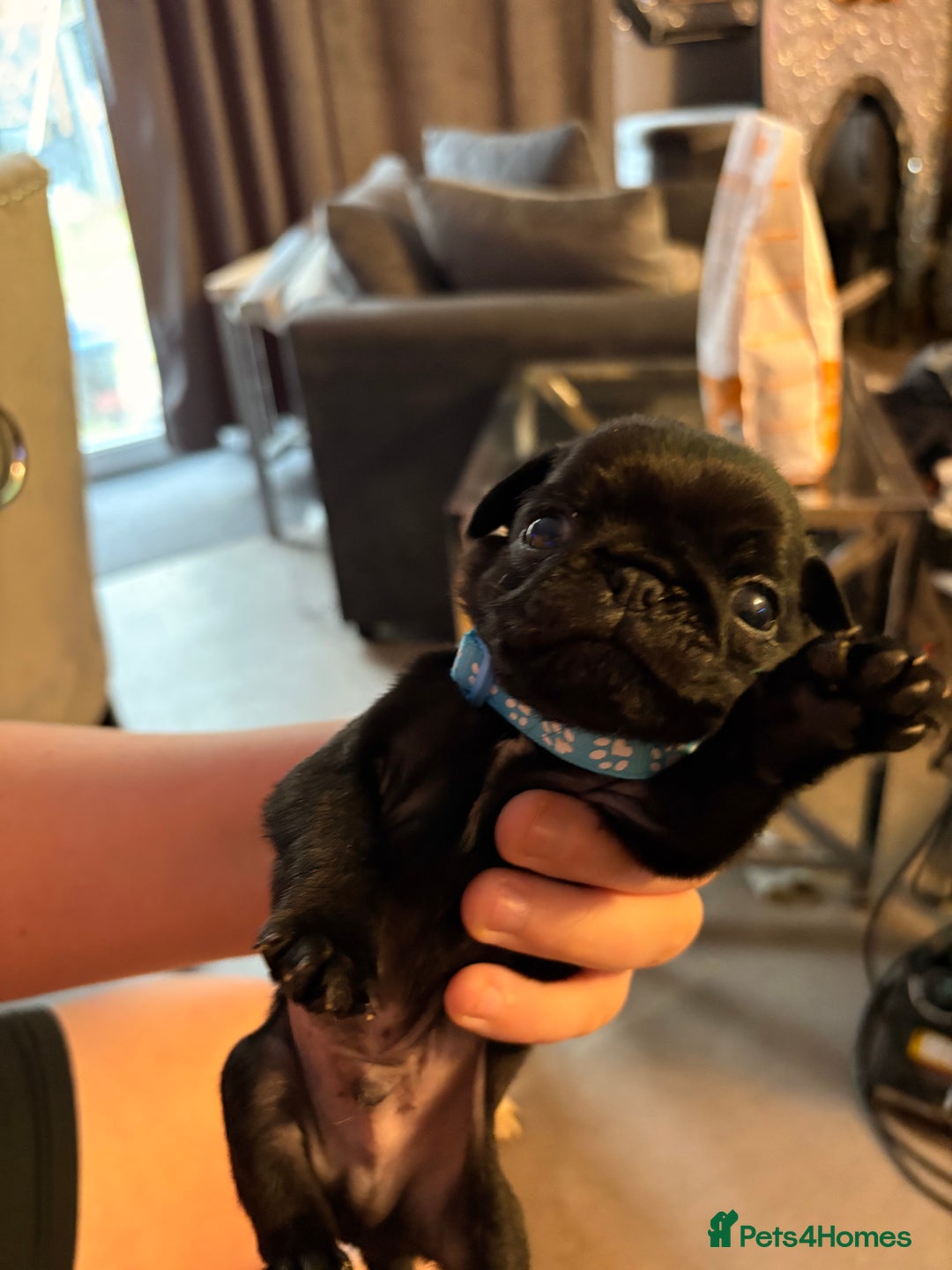 Pug dogs for sale: Beautiful pug puppies - Image 1
