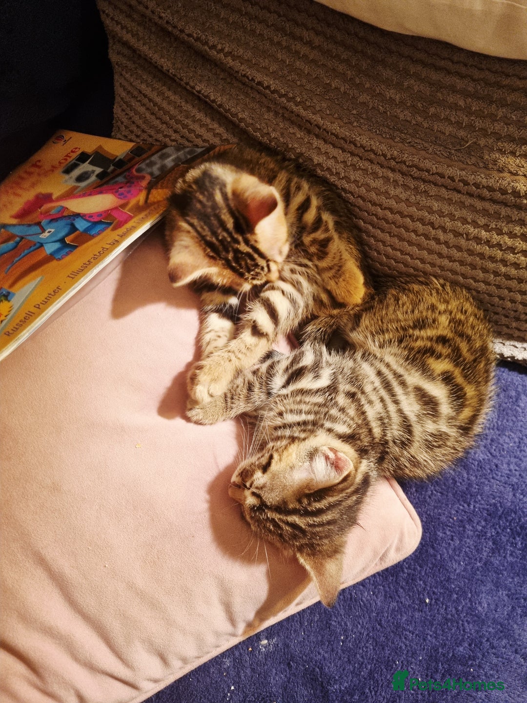 Mixed Breed cats for sale: Half bengal male kitten. Last one left  - Advert 4