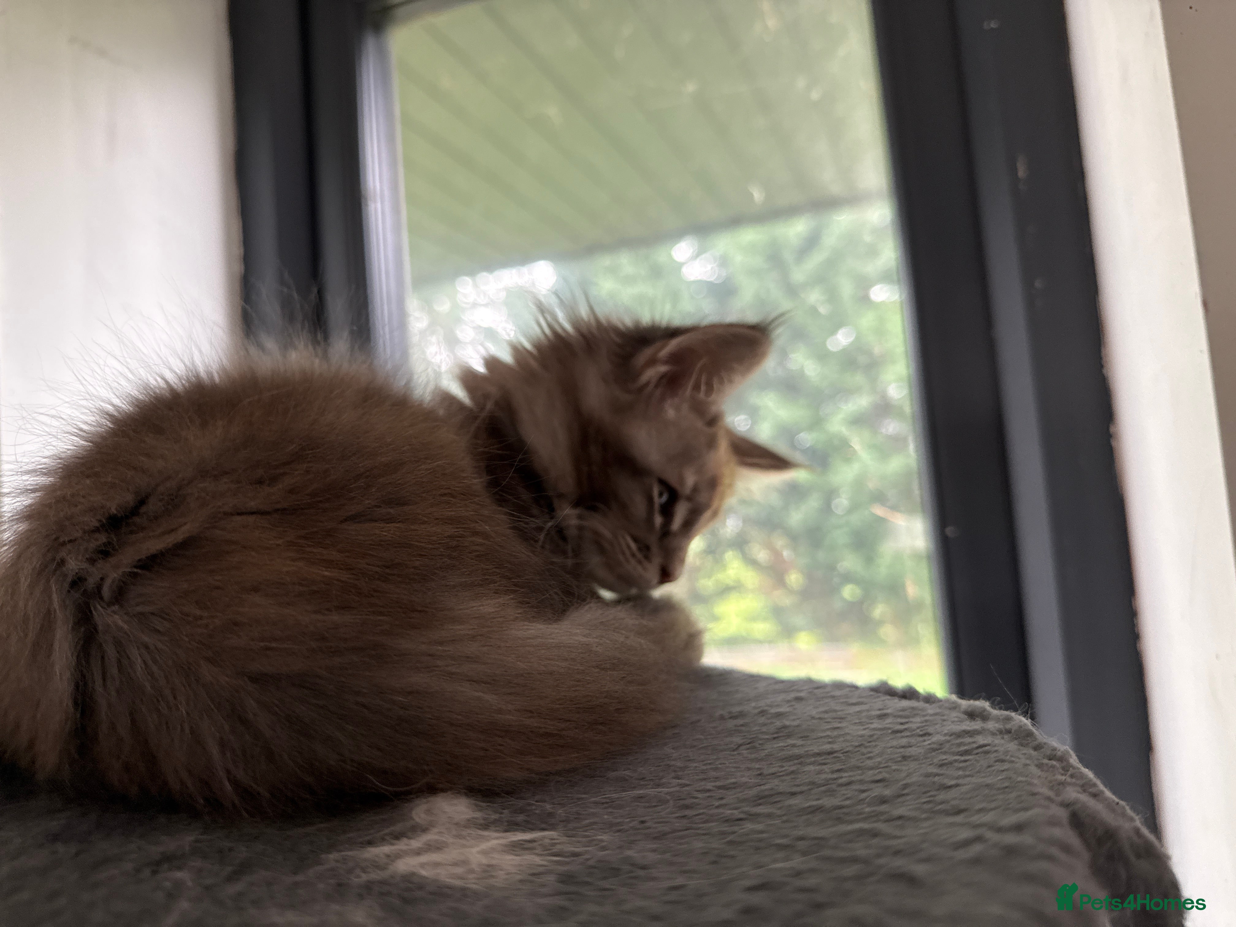 Maine Coon cats Rare BlueTorti girl available full pedigree  - Advert 12