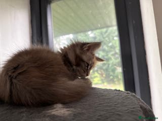 Maine Coon cats Rare BlueTorti girl available full pedigree - Advert 4