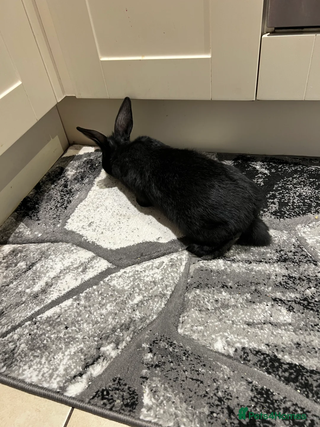 Mixed Breed rabbits for sale: 4 female and one male - Advert 2