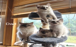 Ragdoll cats for sale: 4 beautiful ragdoll kittens  - Image 33