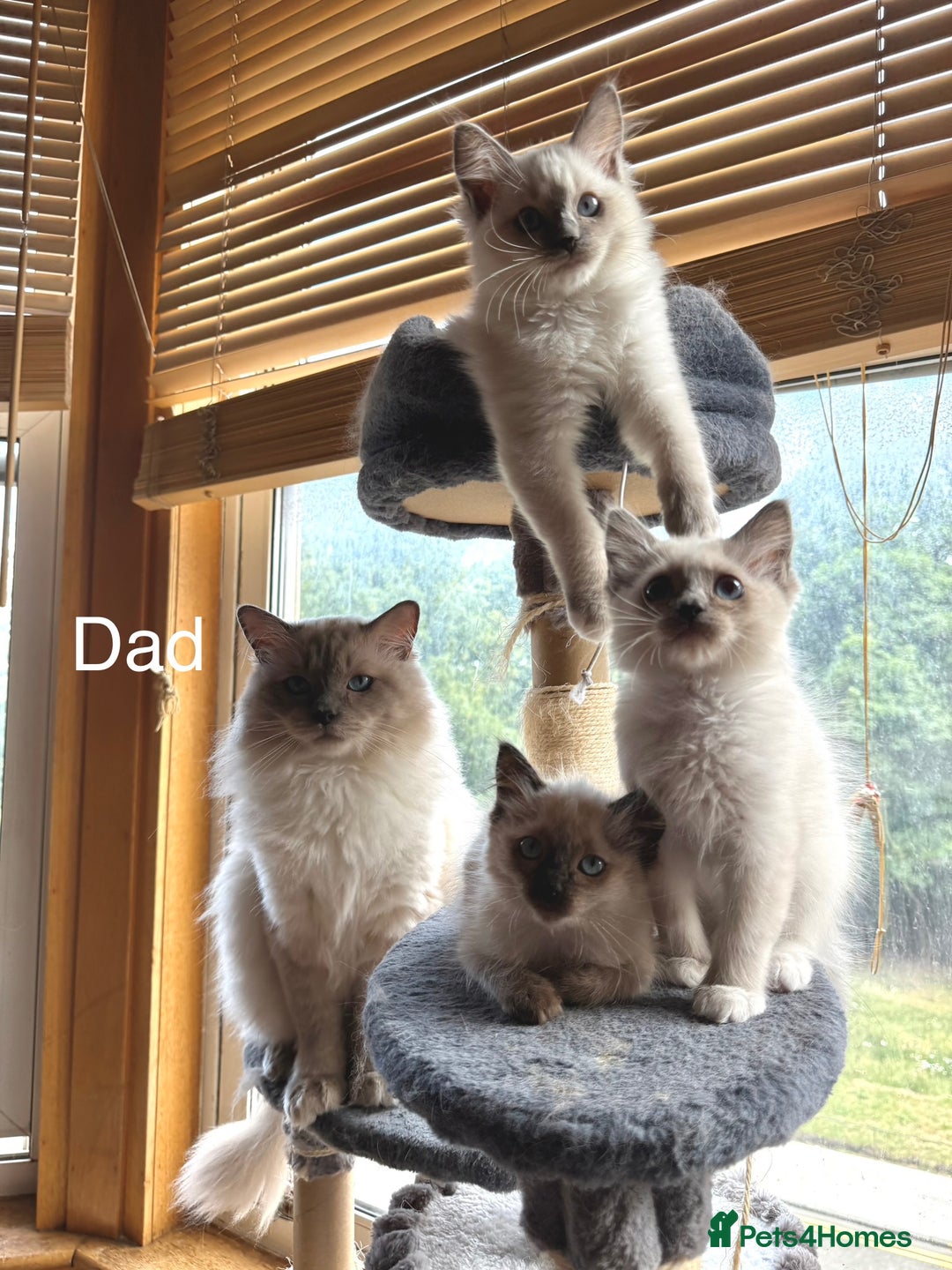 Ragdoll cats for sale: 4 beautiful ragdoll kittens  - Image 33