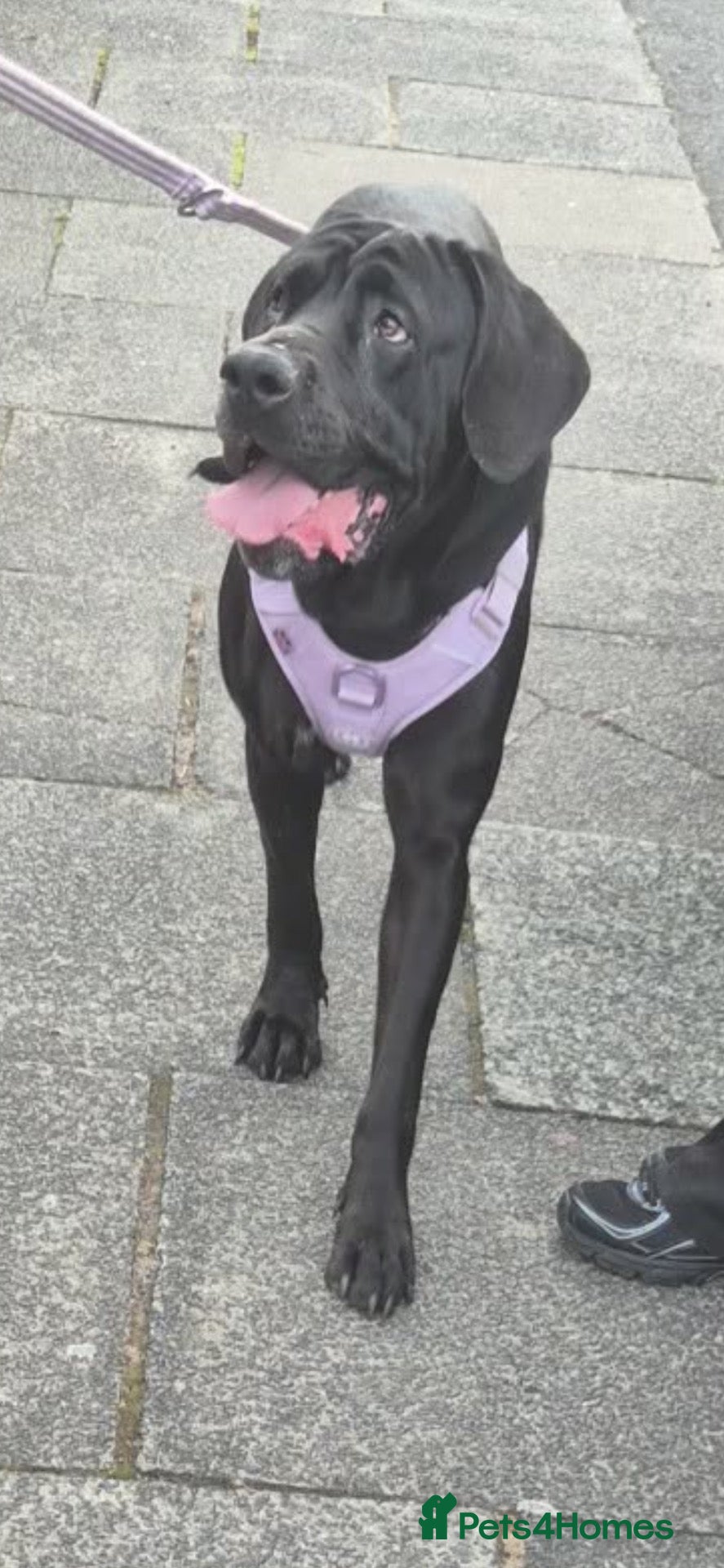 Cane Corso dogs 2 year old female  - Advert 2
