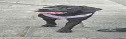 Cane Corso dogs for sale: 2 year old female  - Advert 1