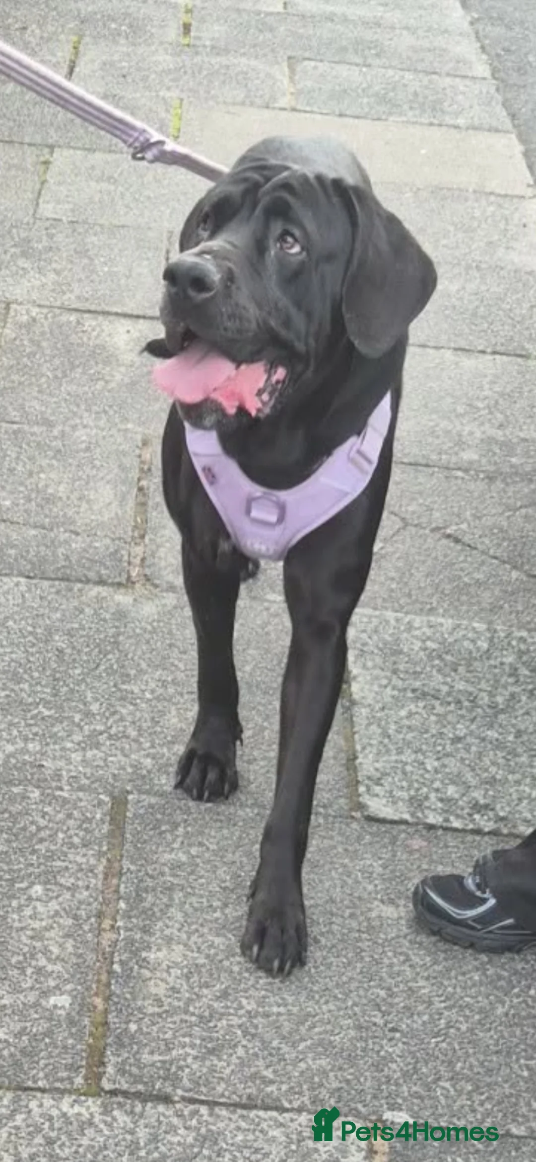 Cane Corso dogs for sale: 2 year old female  - Advert 1