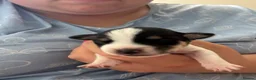 Mixed Breed dogs for sale: 9 stunning puppies looking for there loved home  - Advert 12