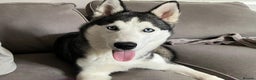 Siberian Husky dogs for sale: Siberian Husky Needing a New Start - Advert 3