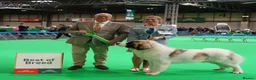 Pyrenean Mountain Dog dogs for sale: Outstanding, KC reg Pyrenean mastiff - Advert 2