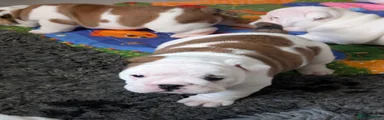 English Bulldog Puppy 2