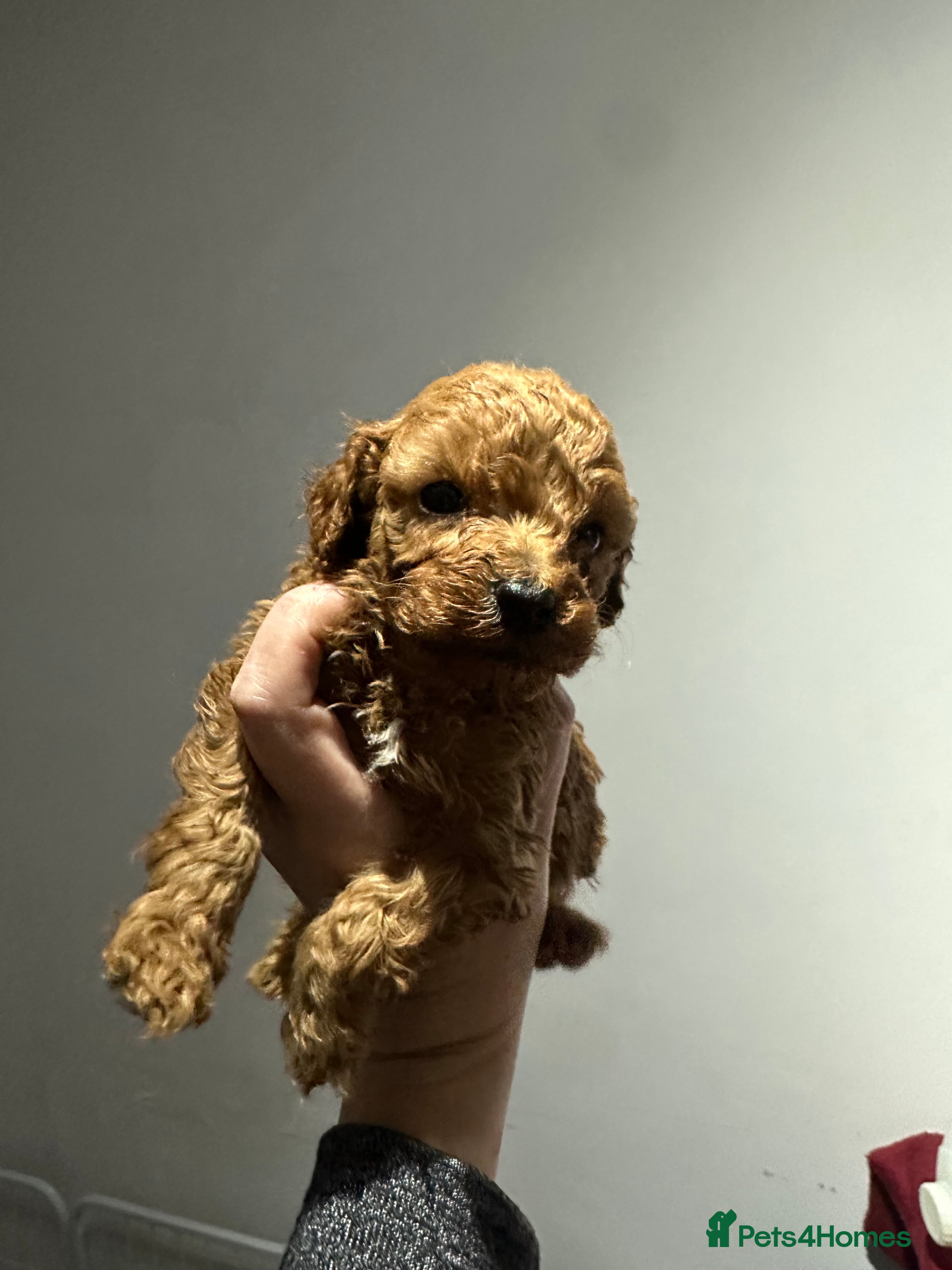 Toy Poodle dogs Tiny red toy poodles, kc dna health clear parents  - Advert 6