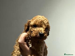 Toy Poodle dogs Tiny red toy poodles, kc dna health clear parents - Advert 6
